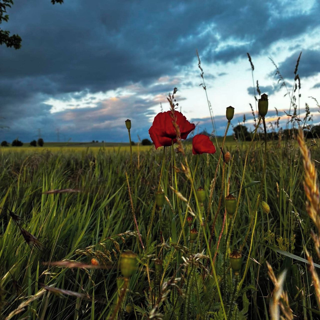 Soutěžní fotografie - Máky před deštěm,  Vojnice, Koštice, okres Louny