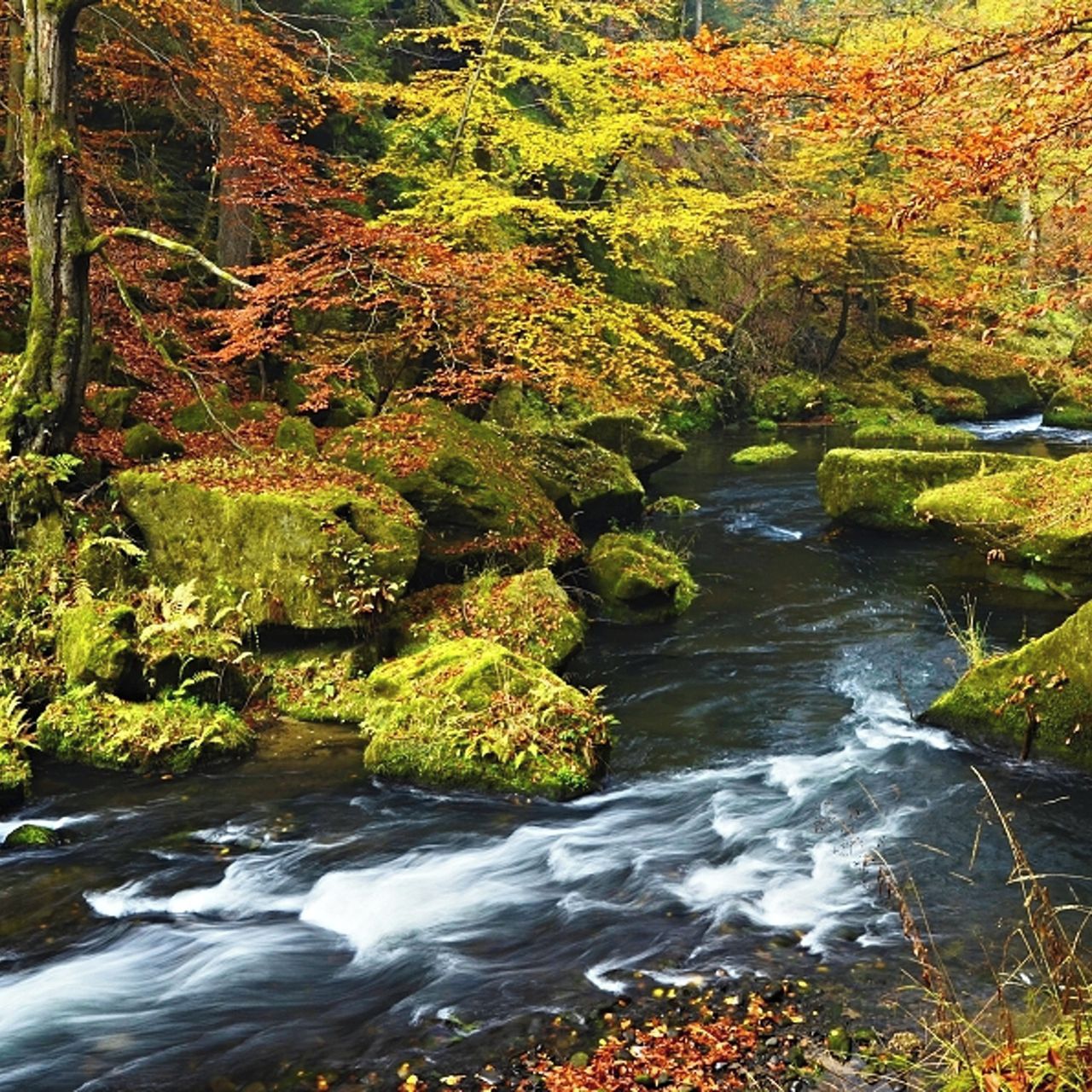 Soutěžní fotografie - řeka Kamenice,  údolí řeky