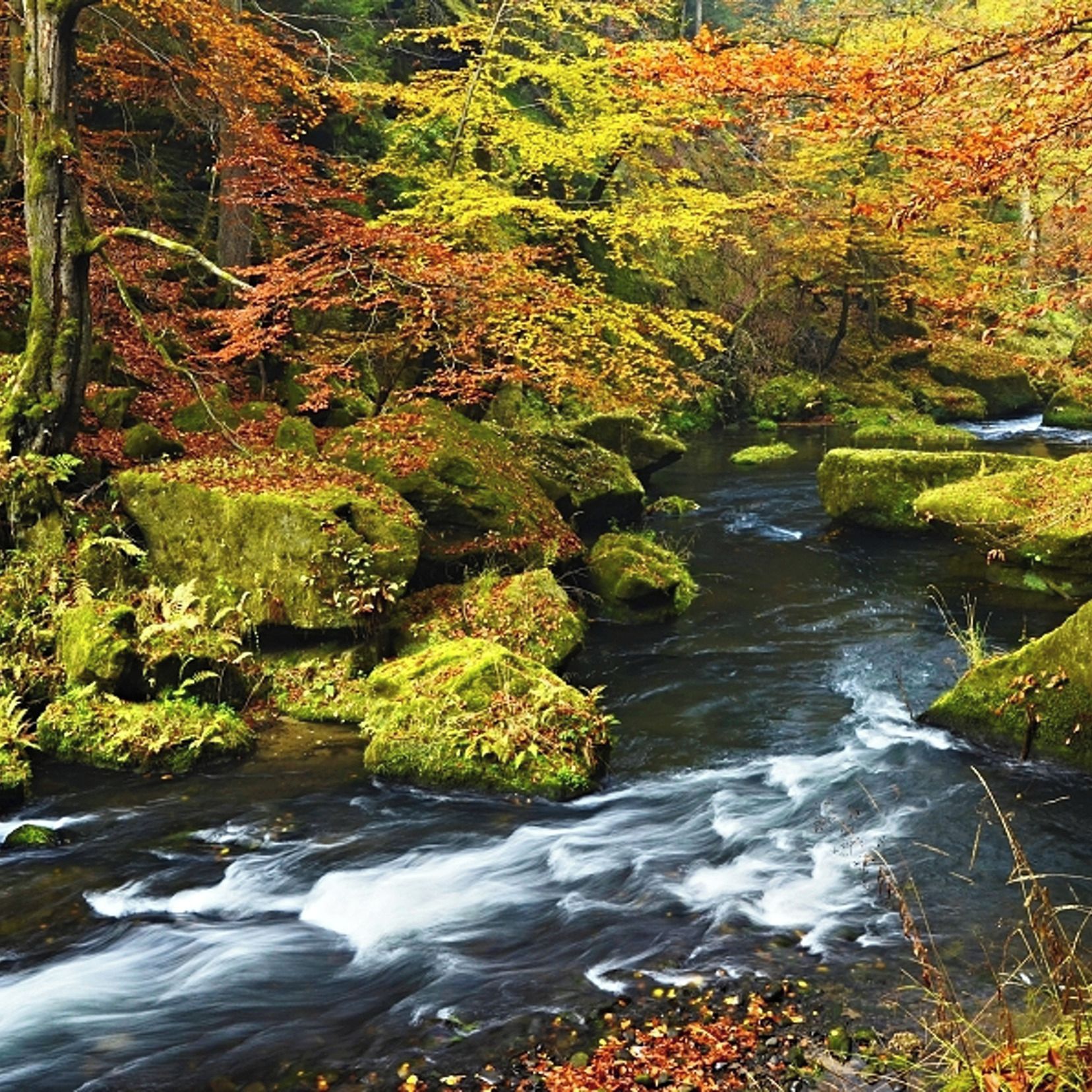 Soutěžní fotografie - řeka Kamenice,  údolí řeky