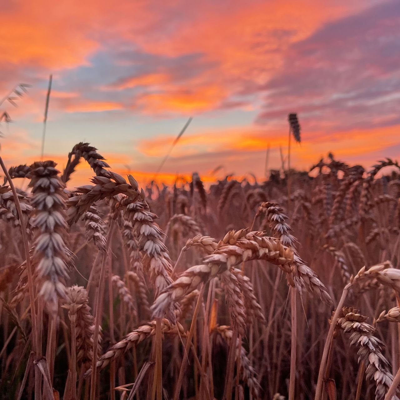 Soutěžní fotografie - Raní rozbřesk,  Bořanovice