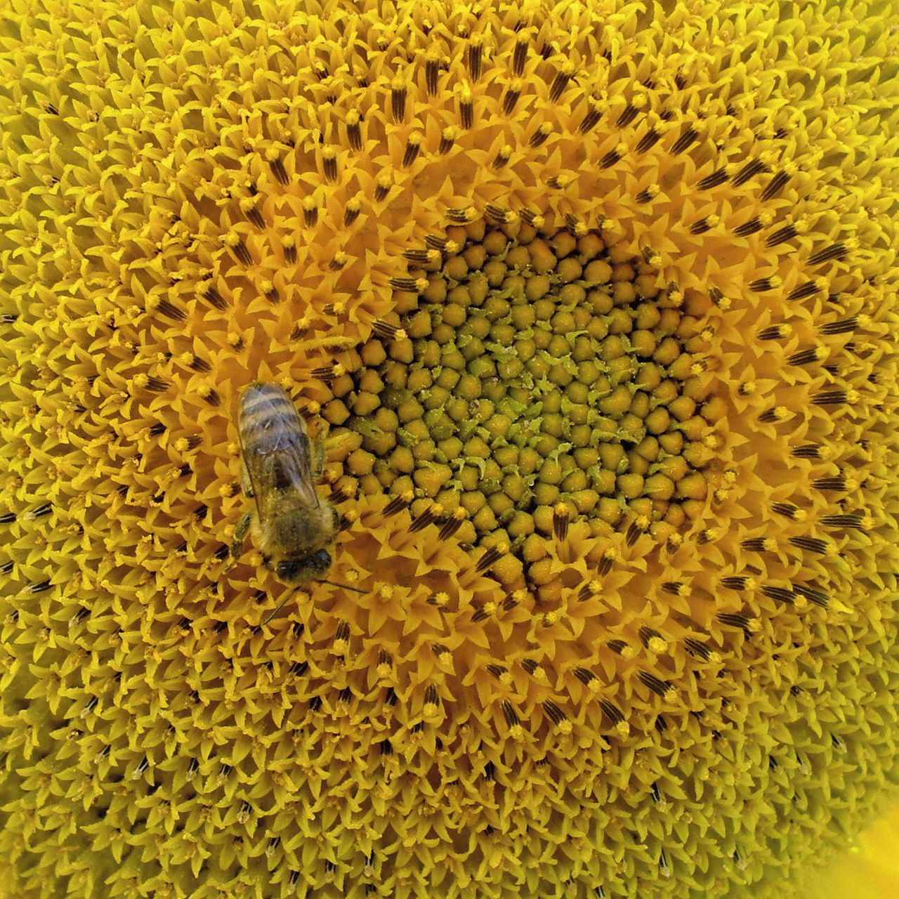 Soutěžní fotografie - Včela,  Zlín