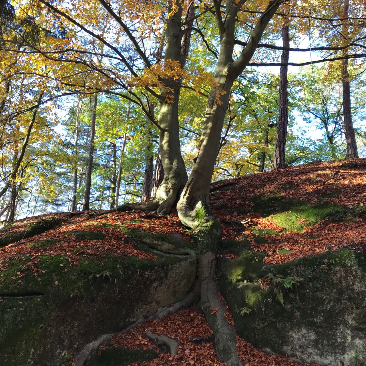 Soutěžní fotografie - Strážce lesa,  Dobřeň, CHKO Kokořínsko