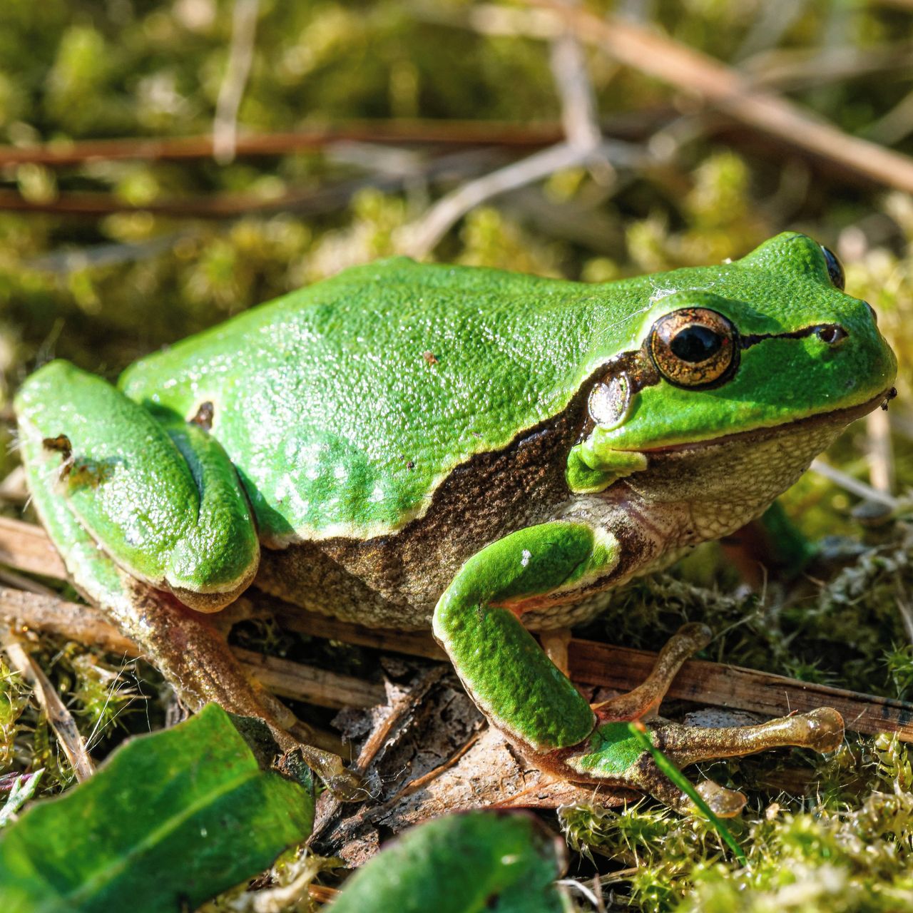 Soutěžní fotografie - Rosnička,  Nesměň