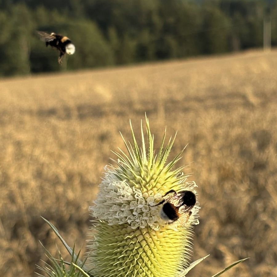 Soutěžní fotografie - Míjení v čase,  Středočeský kraj, Benešovsko