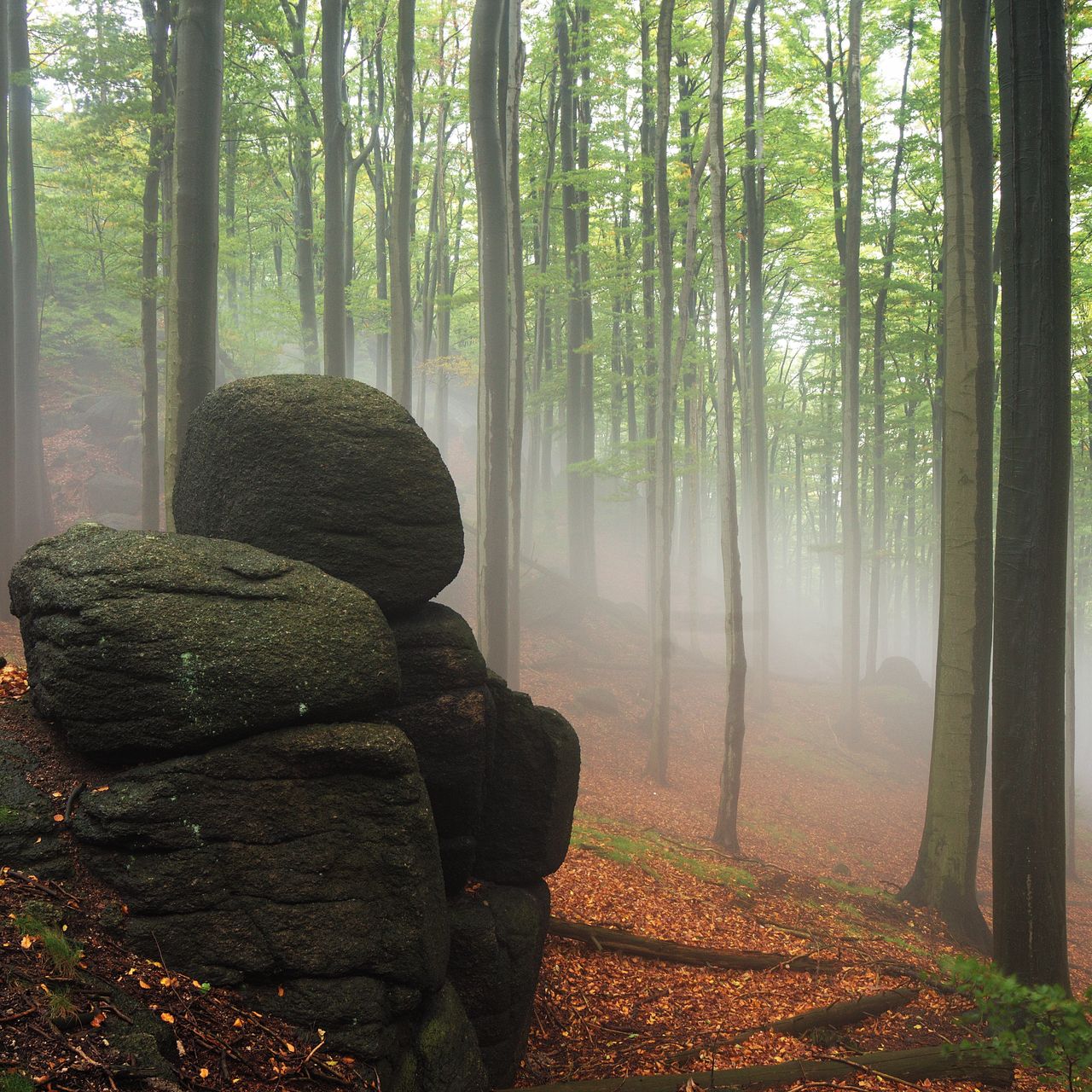 Soutěžní fotografie - Mlha v Jizerkách,  Jizerské hory, Oldřichovské Bučiny