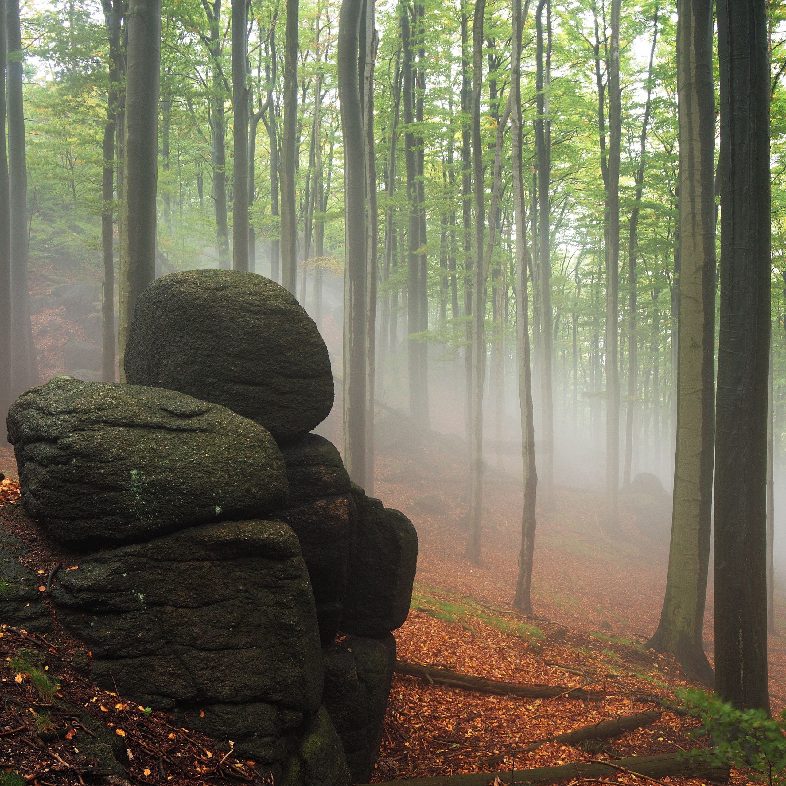 Soutěžní fotografie - Mlha v Jizerkách,  Jizerské hory, Oldřichovské Bučiny