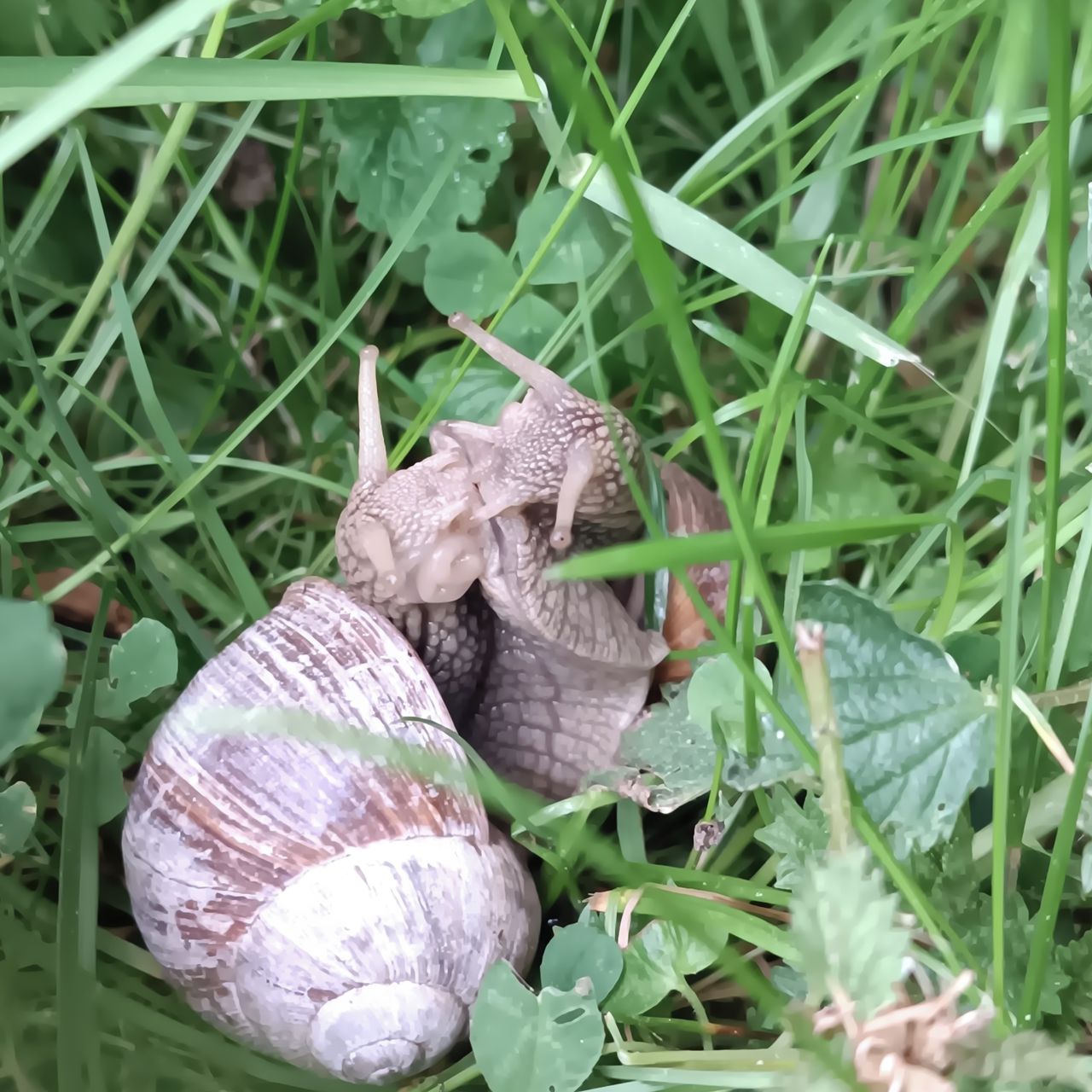 Soutěžní fotografie - Šnečí námluvy,  Čistá u Rakovníka