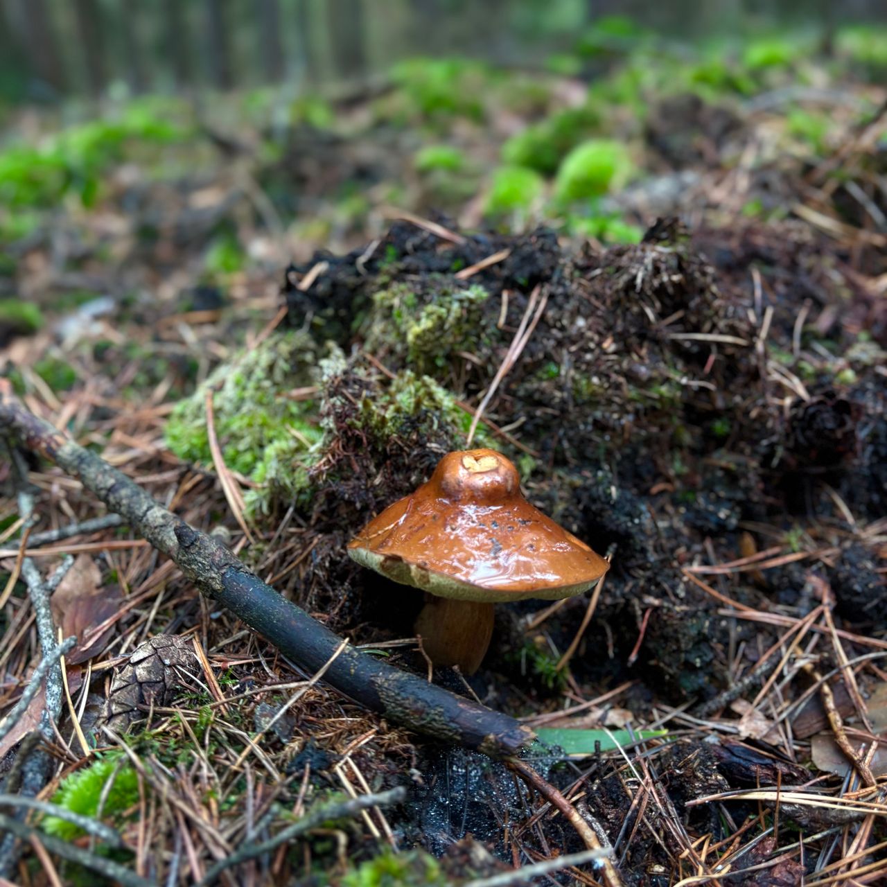 Soutěžní fotografie - Když les vyznává lásku