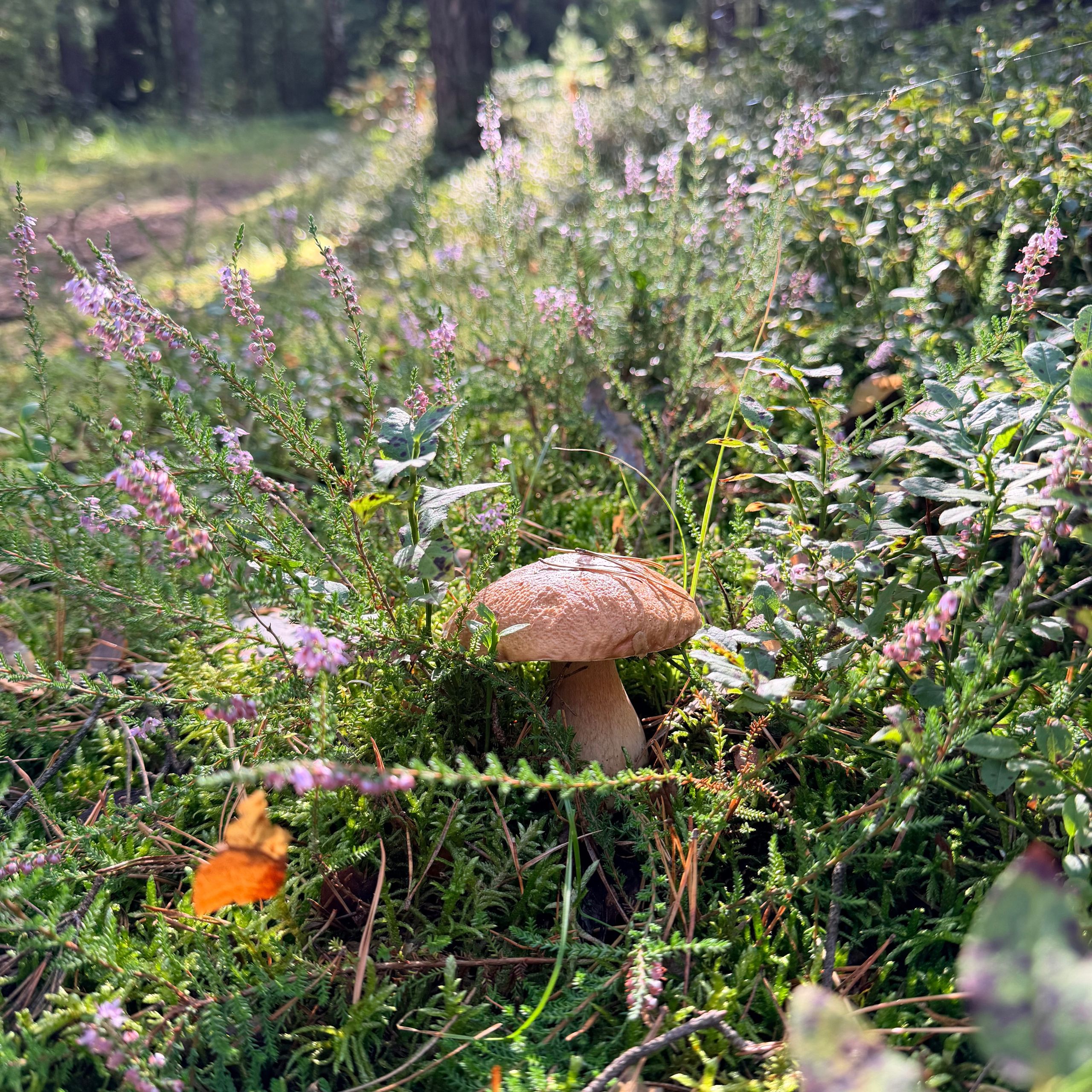 Soutěžní fotografie - Houby