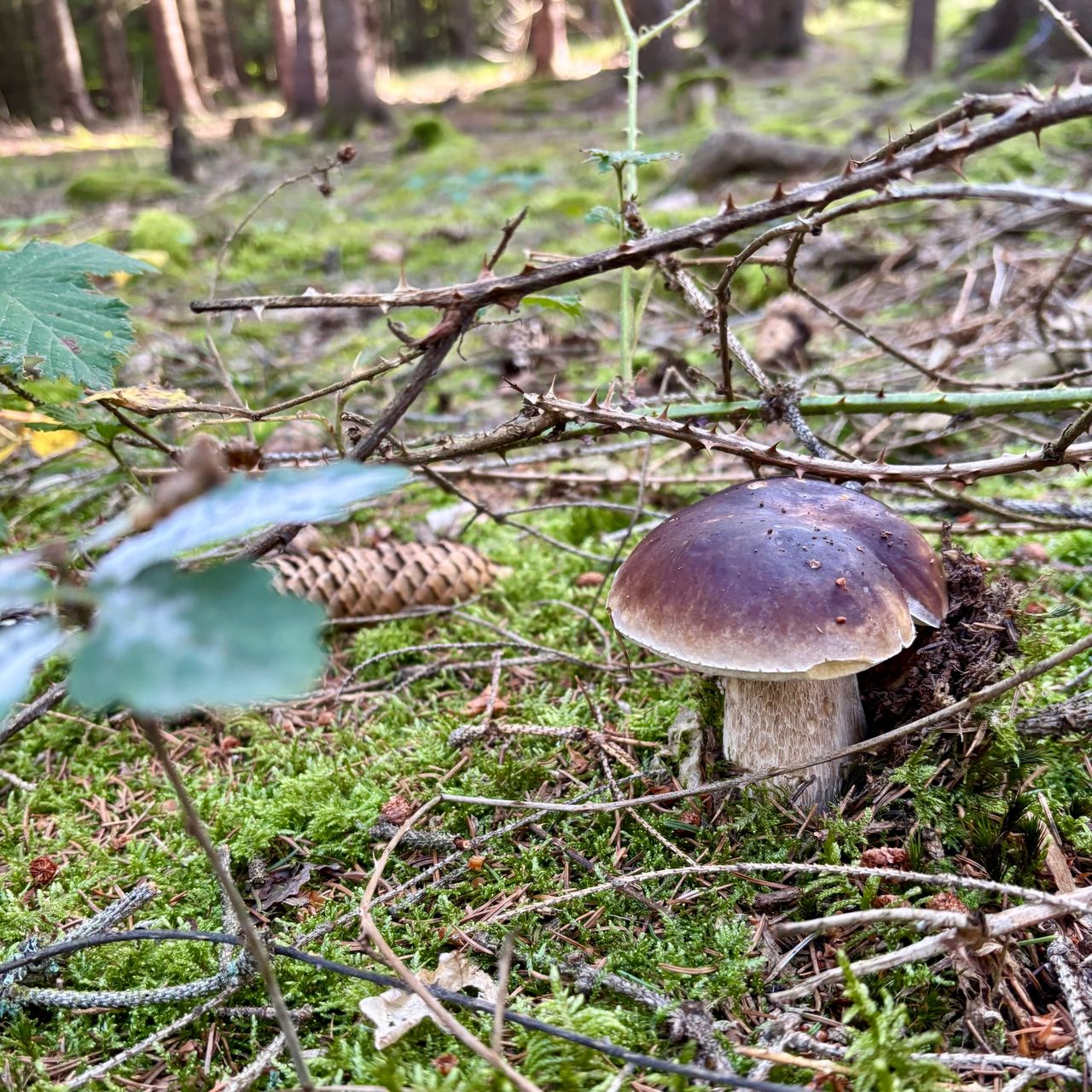 Soutěžní fotografie - Car hřib
