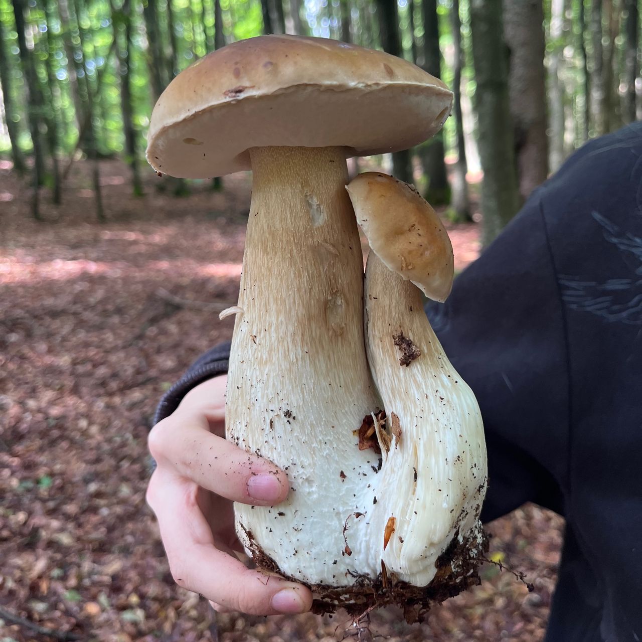 Soutěžní fotografie - Pozdrav ze Šumavy
