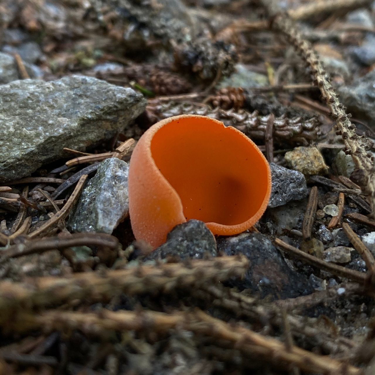 Soutěžní fotografie - Mísenka oranžová
