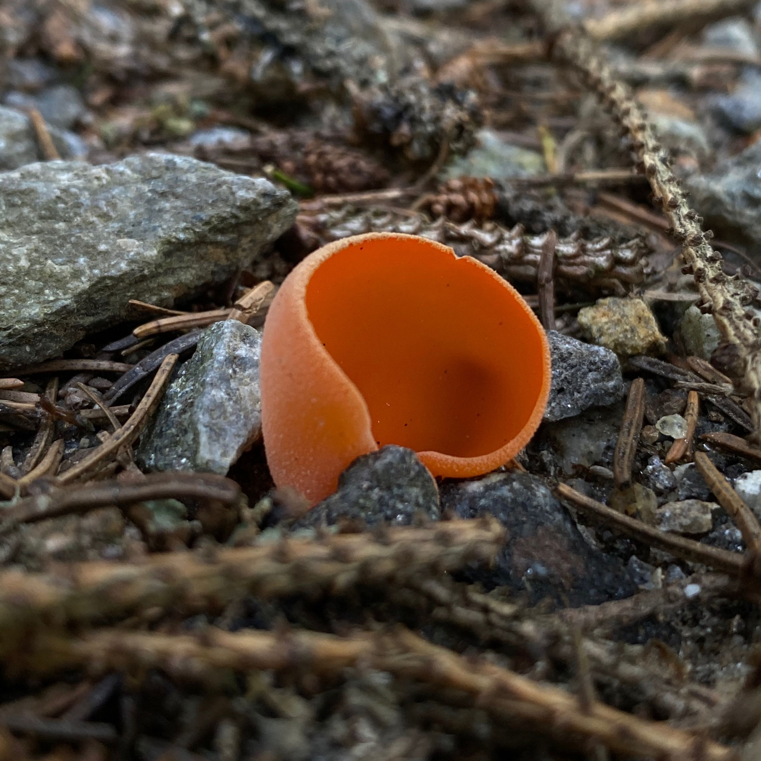 Soutěžní fotografie - Mísenka oranžová