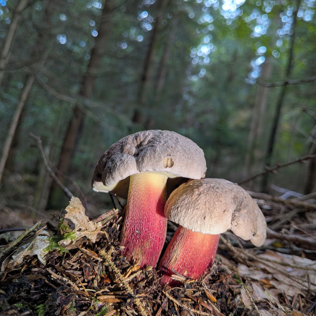Soutěžní fotografie - Hřib Kříšť