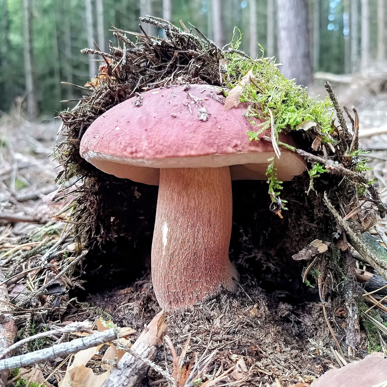 Soutěžní fotografie - Je to makačka, ale dám to...