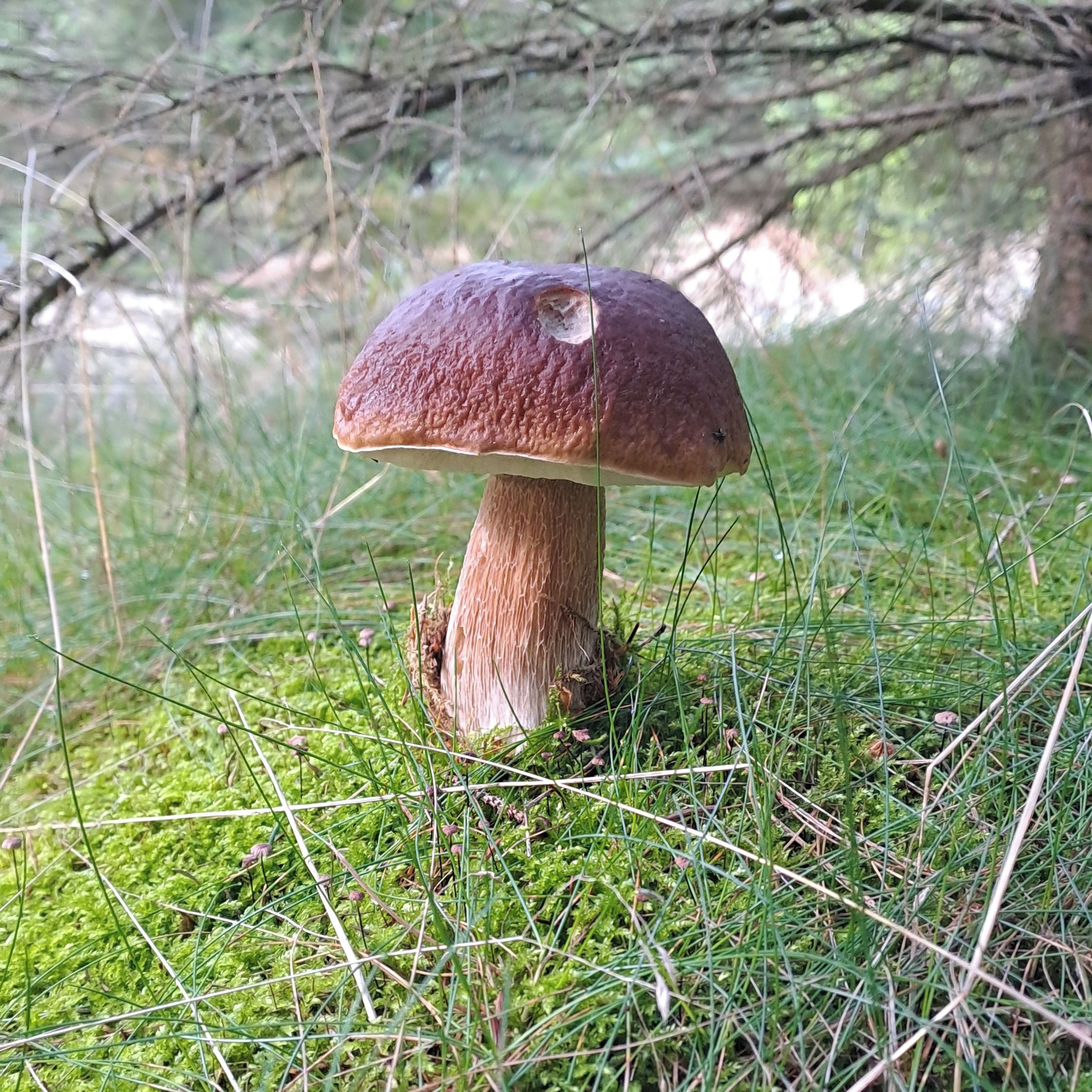 Soutěžní fotografie - Hřib smrkový orlickohorský