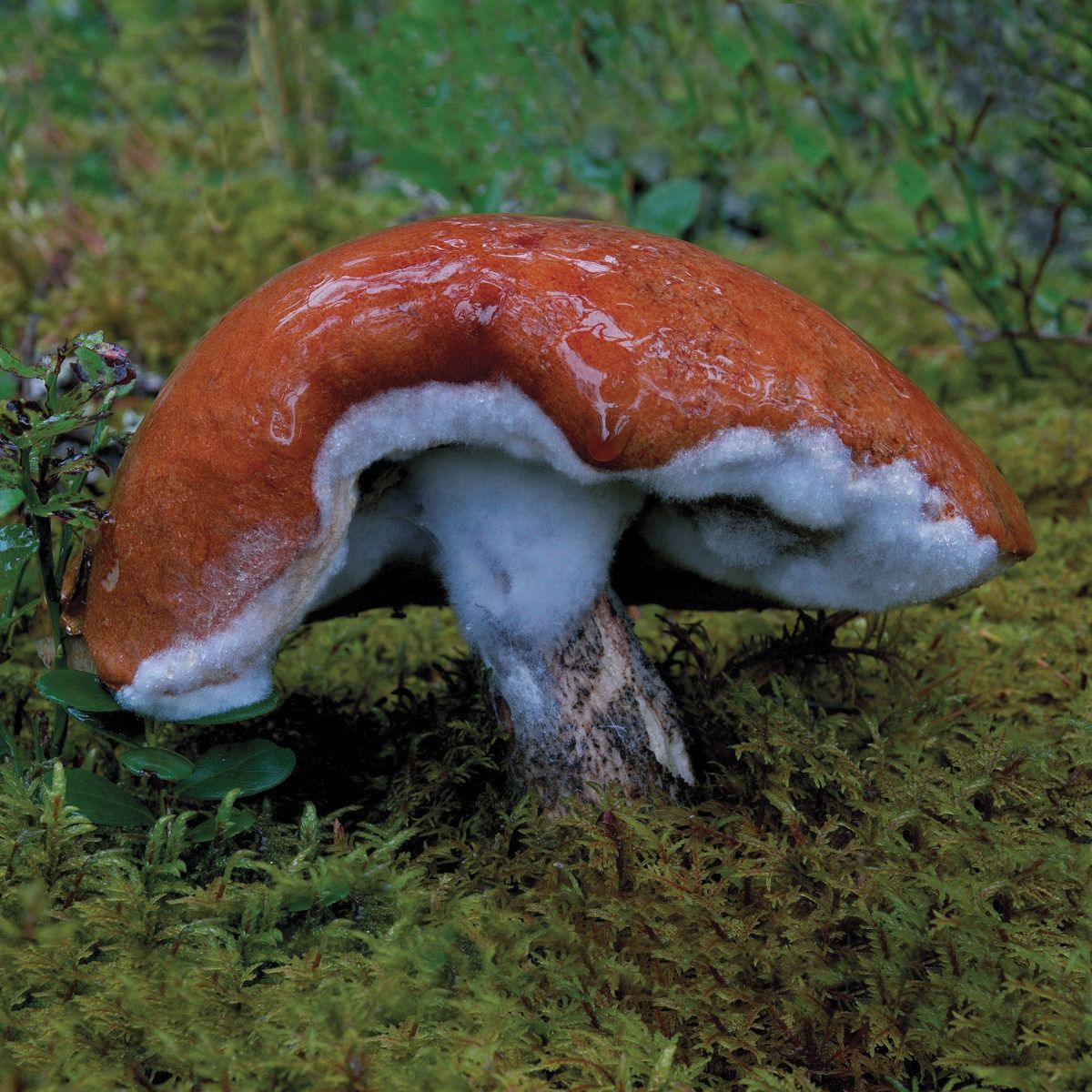Soutěžní fotografie - Bělovousý stařec
