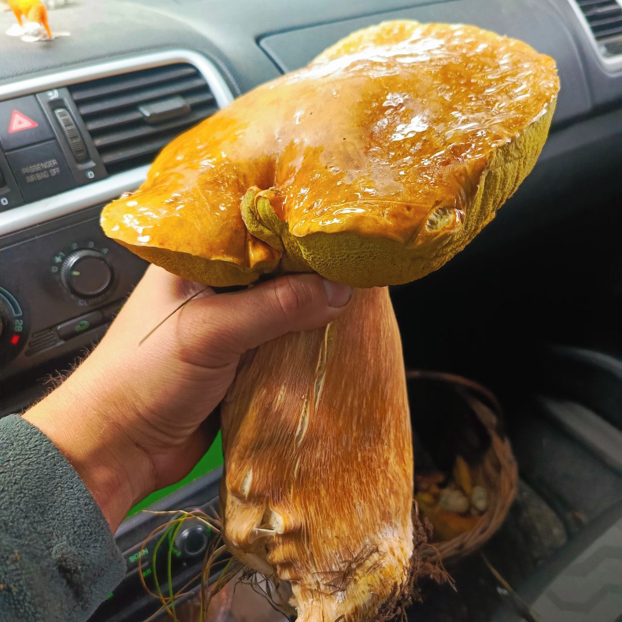 Soutěžní fotografie - Dary lesa ,,krasavec,,