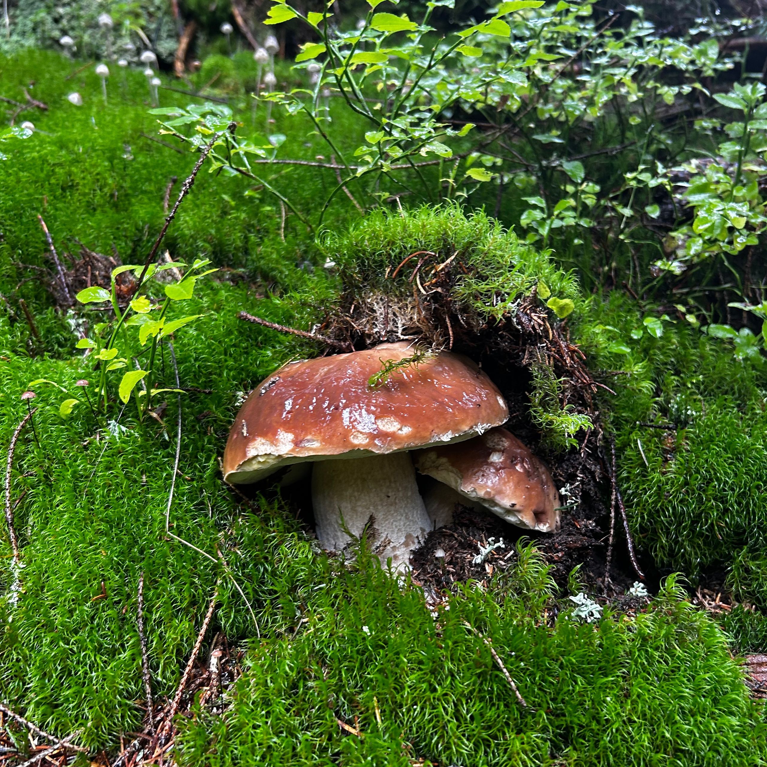 Soutěžní fotografie - Mushrooms in a blanket