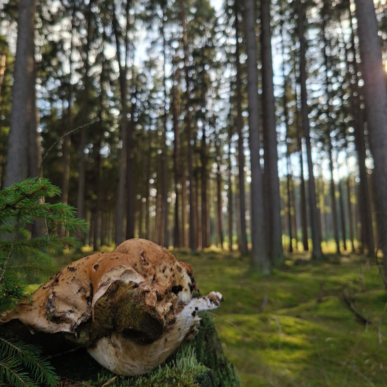Soutěžní fotografie - Krása lesa