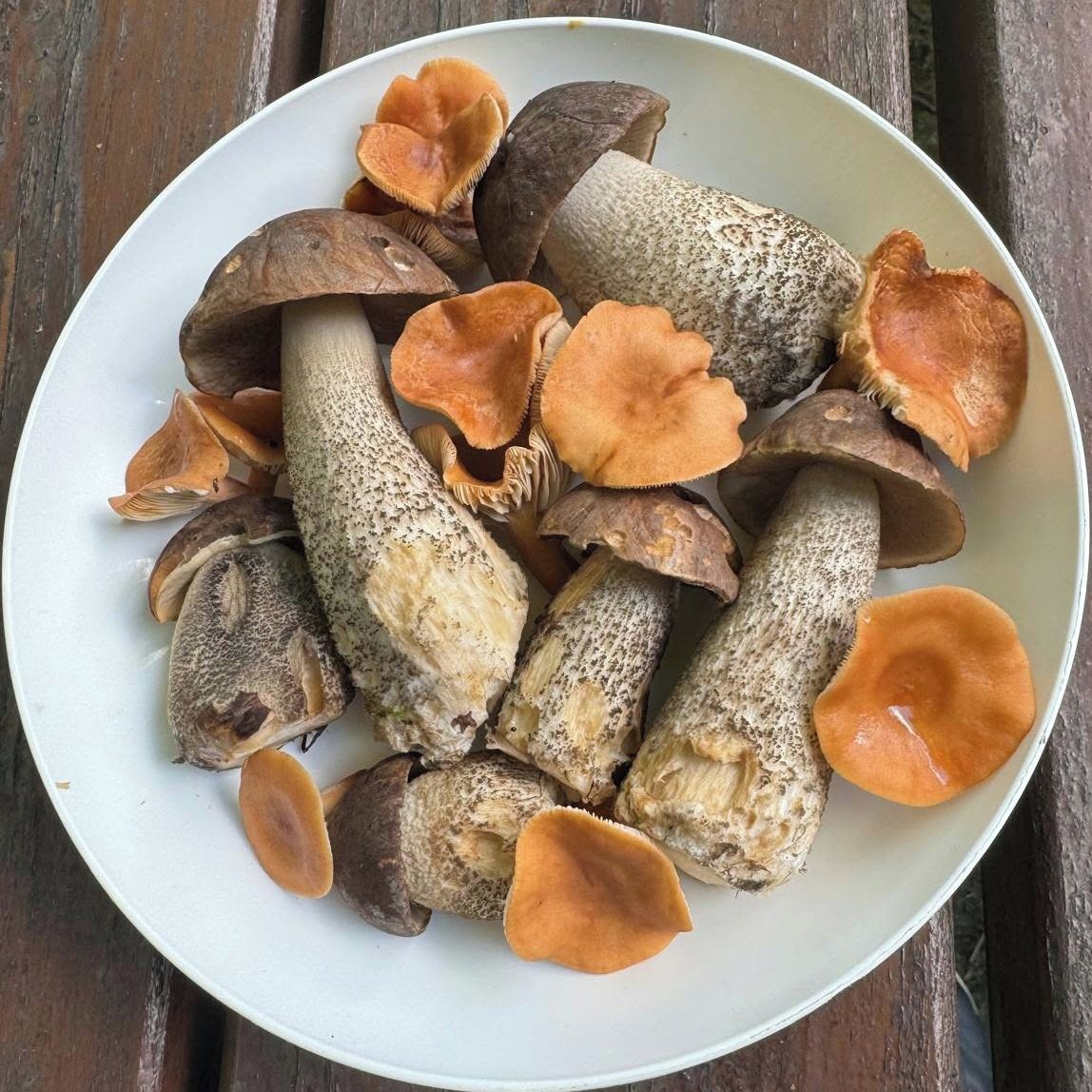 Soutěžní fotografie - Moje chlouba - houba