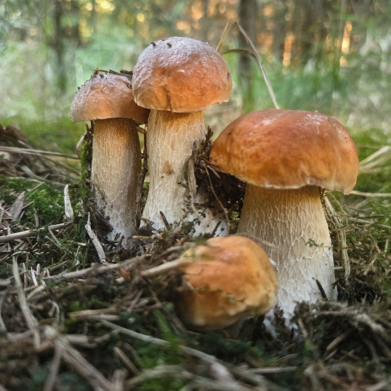 Soutěžní fotografie - Bráchové
