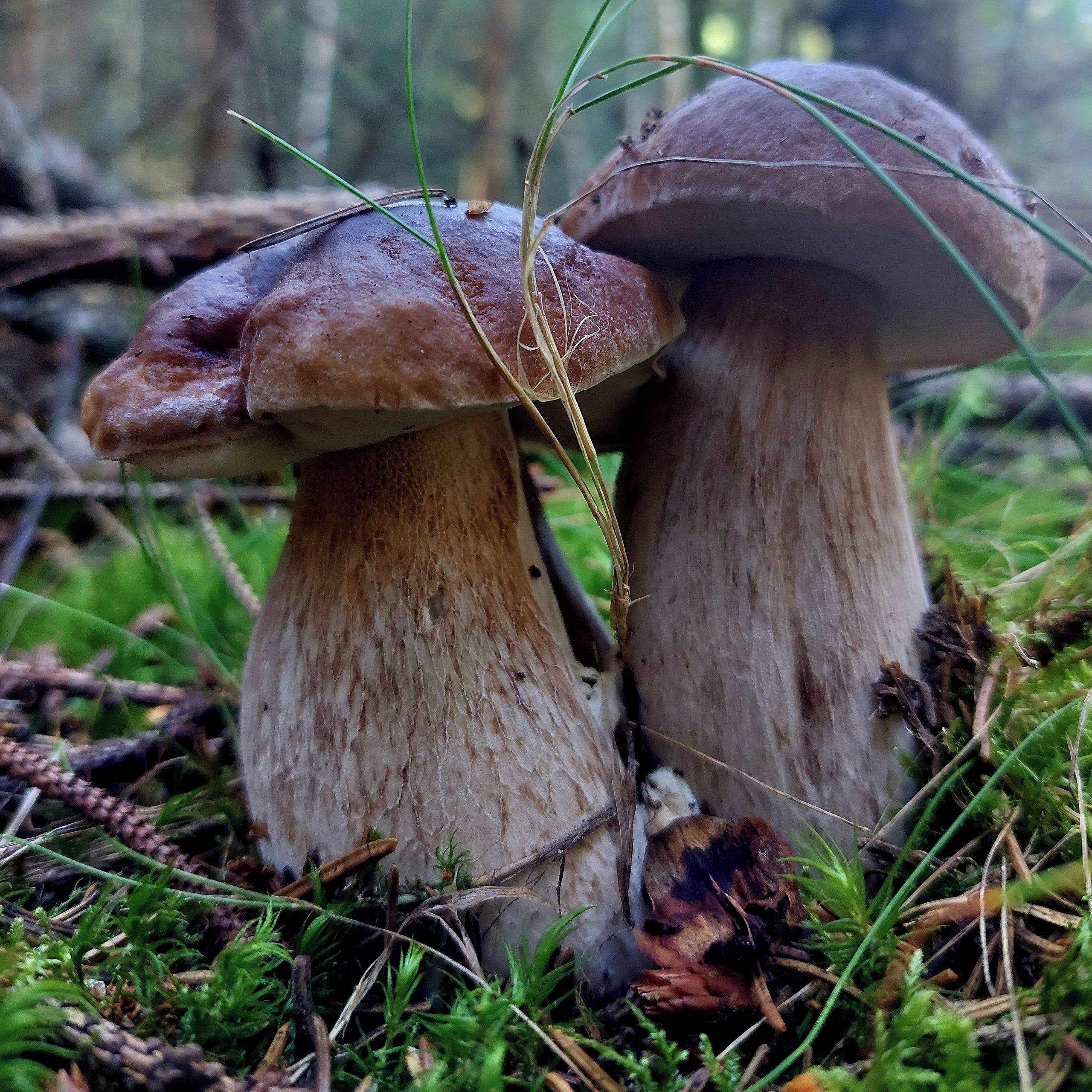 Soutěžní fotografie - Dvojčata