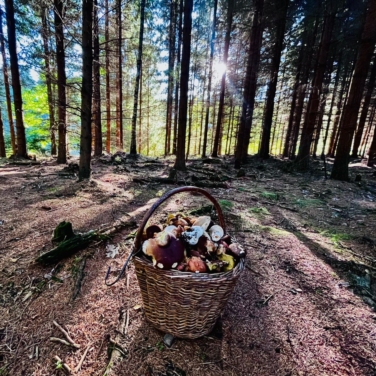 Soutěžní fotografie - Houby