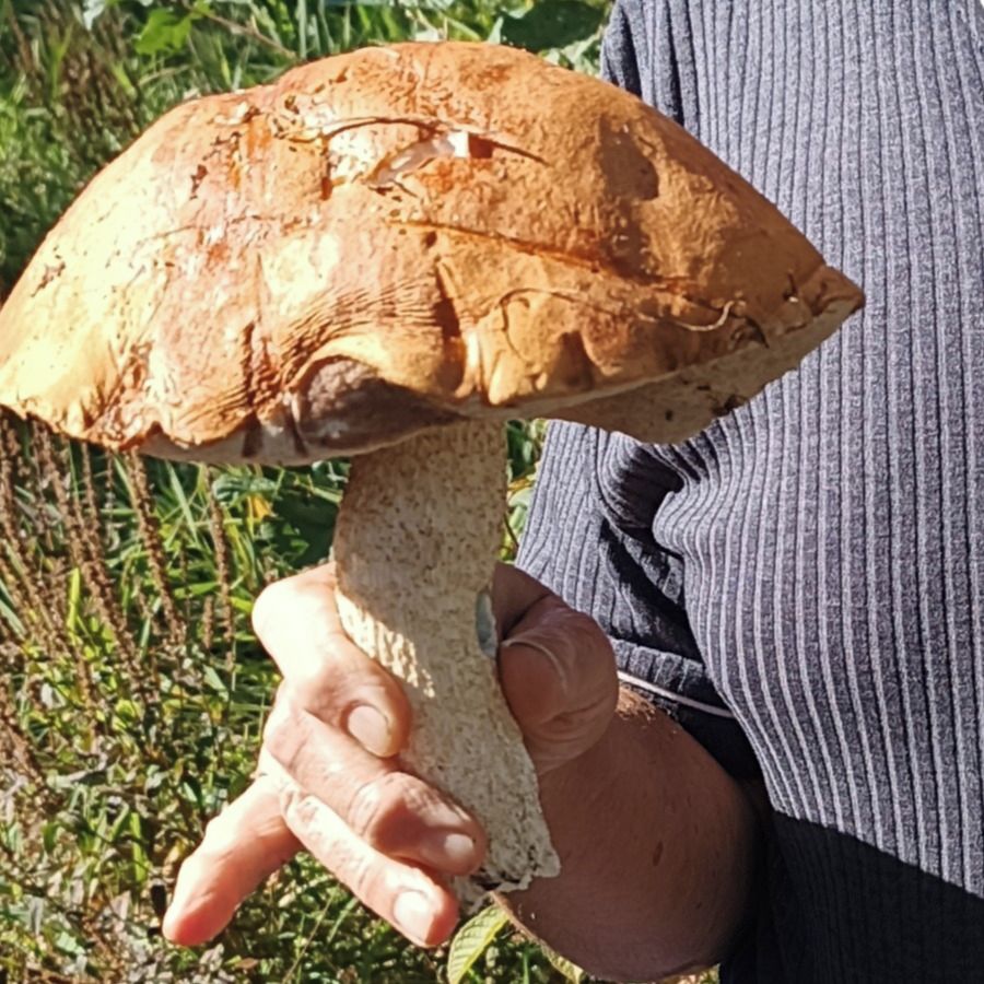Soutěžní fotografie - Obr křemenáč osikový