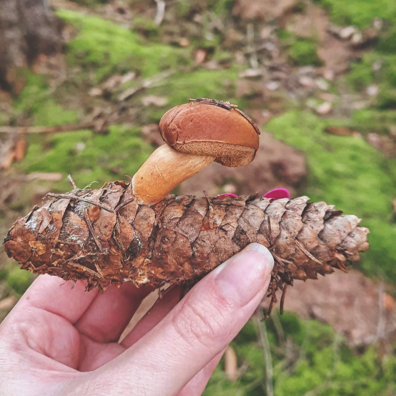 Soutěžní fotografie - Kde rostou houby - no přece na šiškách