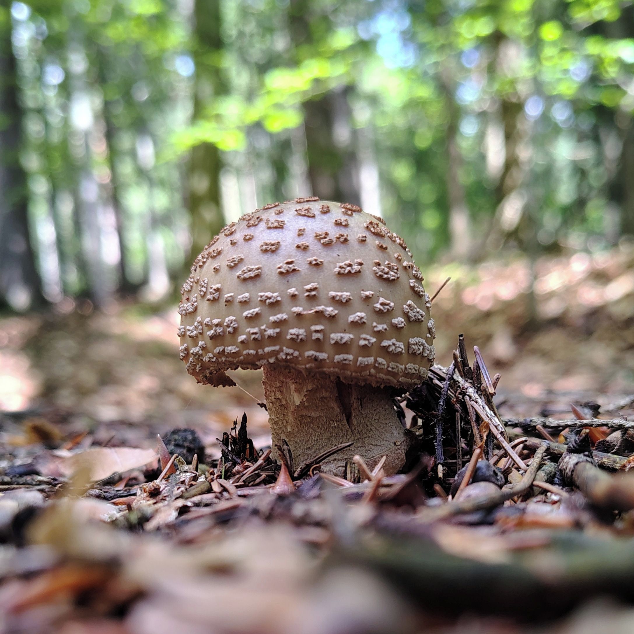 Soutěžní fotografie - Jen růžovka to může být