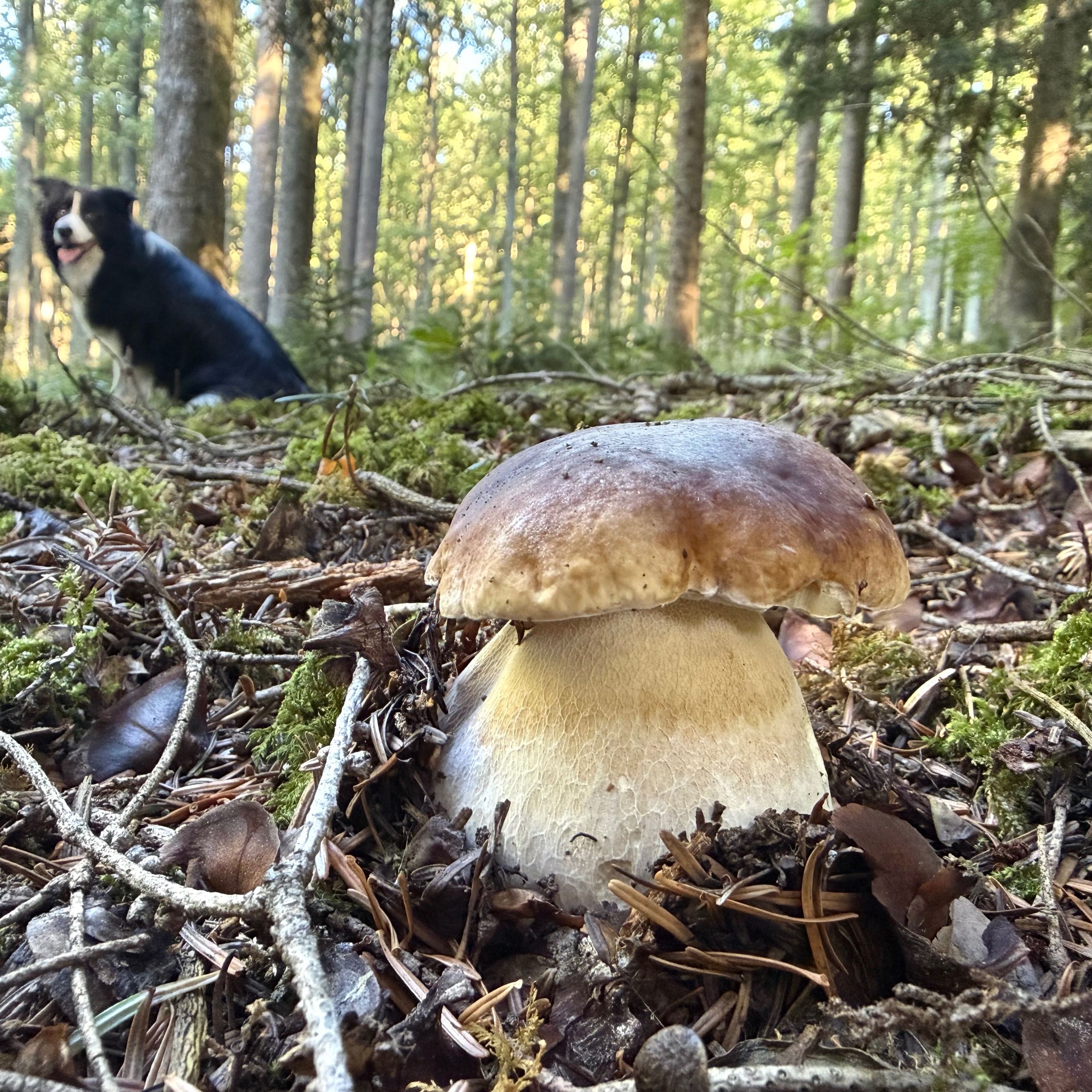 Soutěžní fotografie - Klid, les a hřib