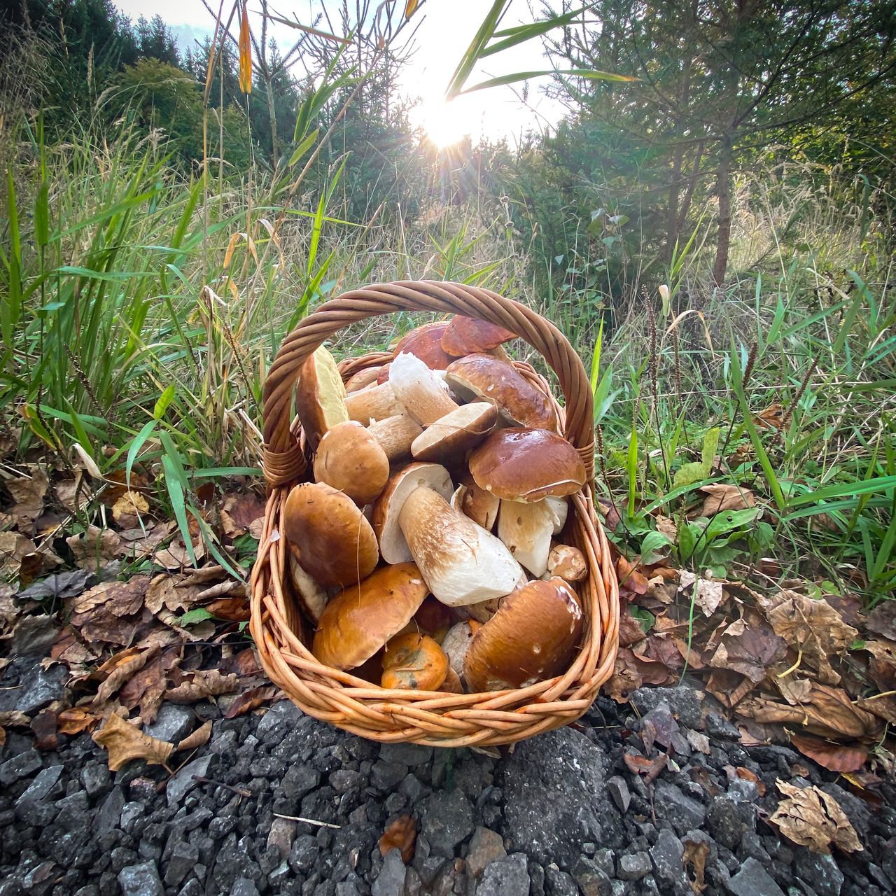 Soutěžní fotografie - Hřibobraní