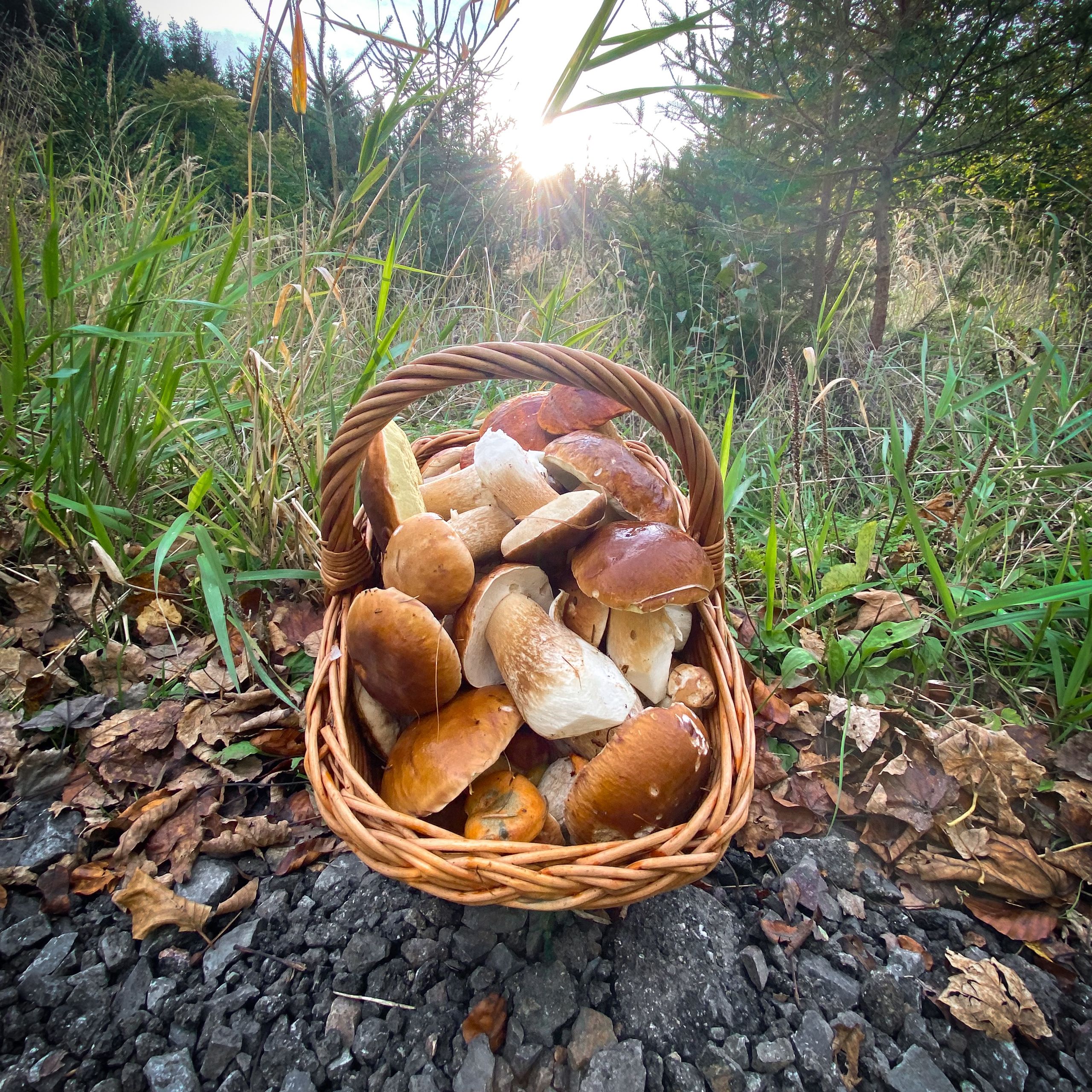 Soutěžní fotografie - Hřibobraní