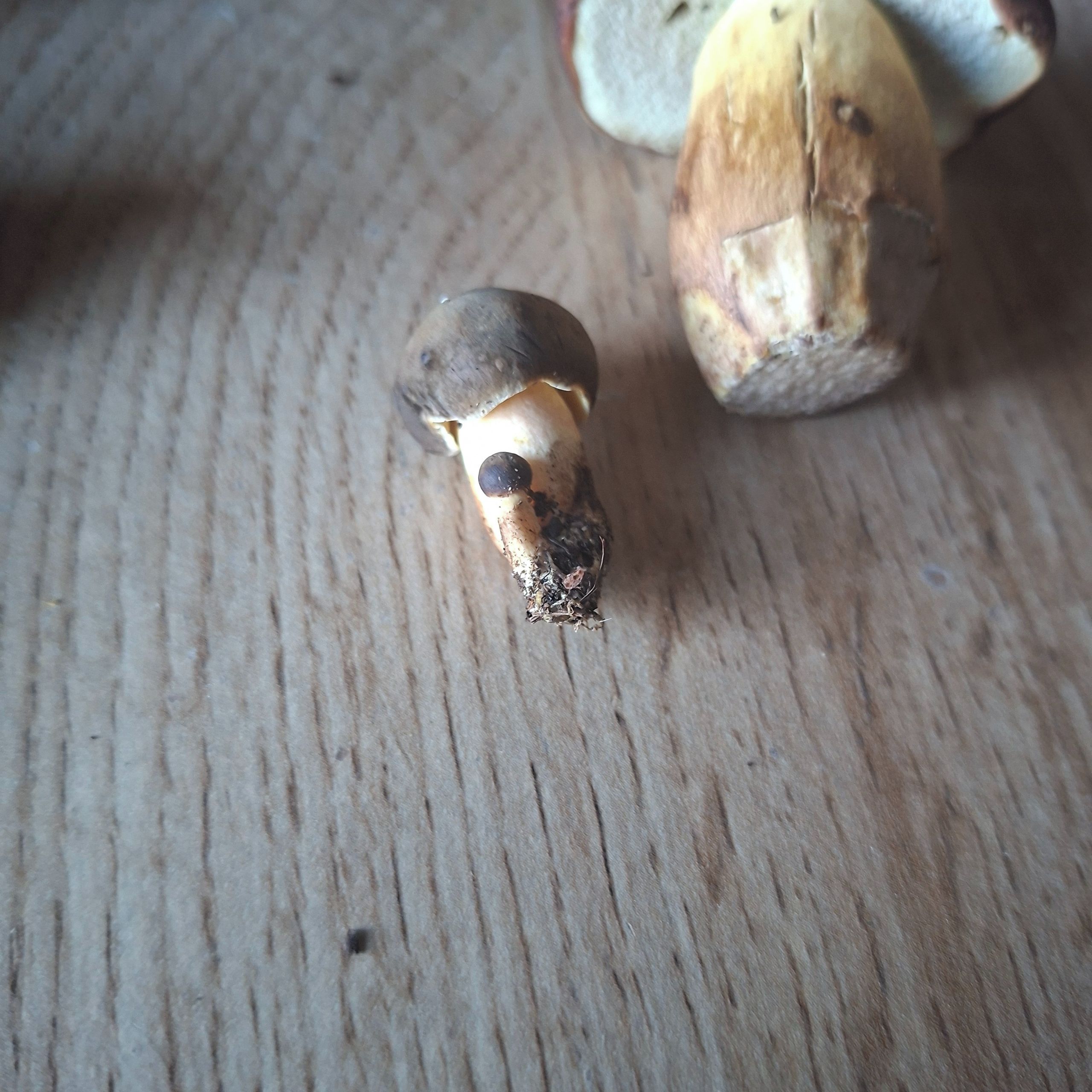 Soutěžní fotografie - Nejmenší houba mého syna 7.2 mm