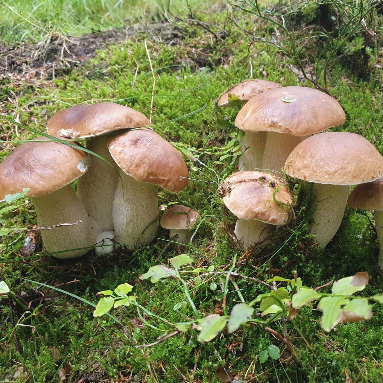 Soutěžní fotografie - Krušnohorské hřiby