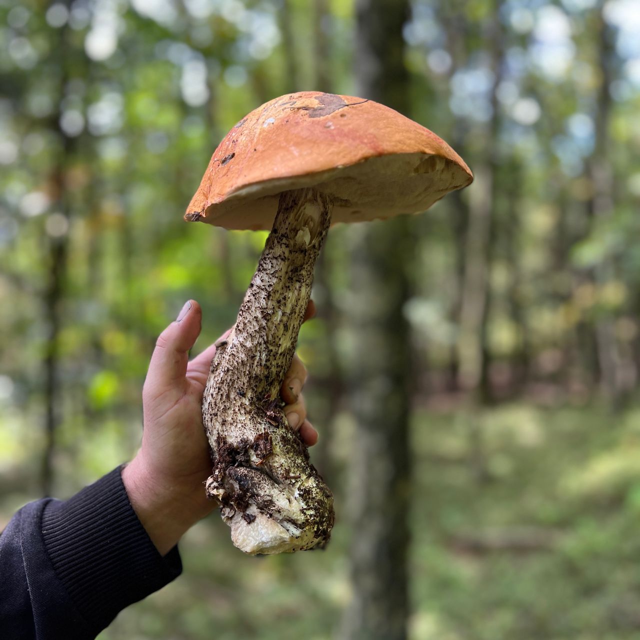 Soutěžní fotografie - Krasavec