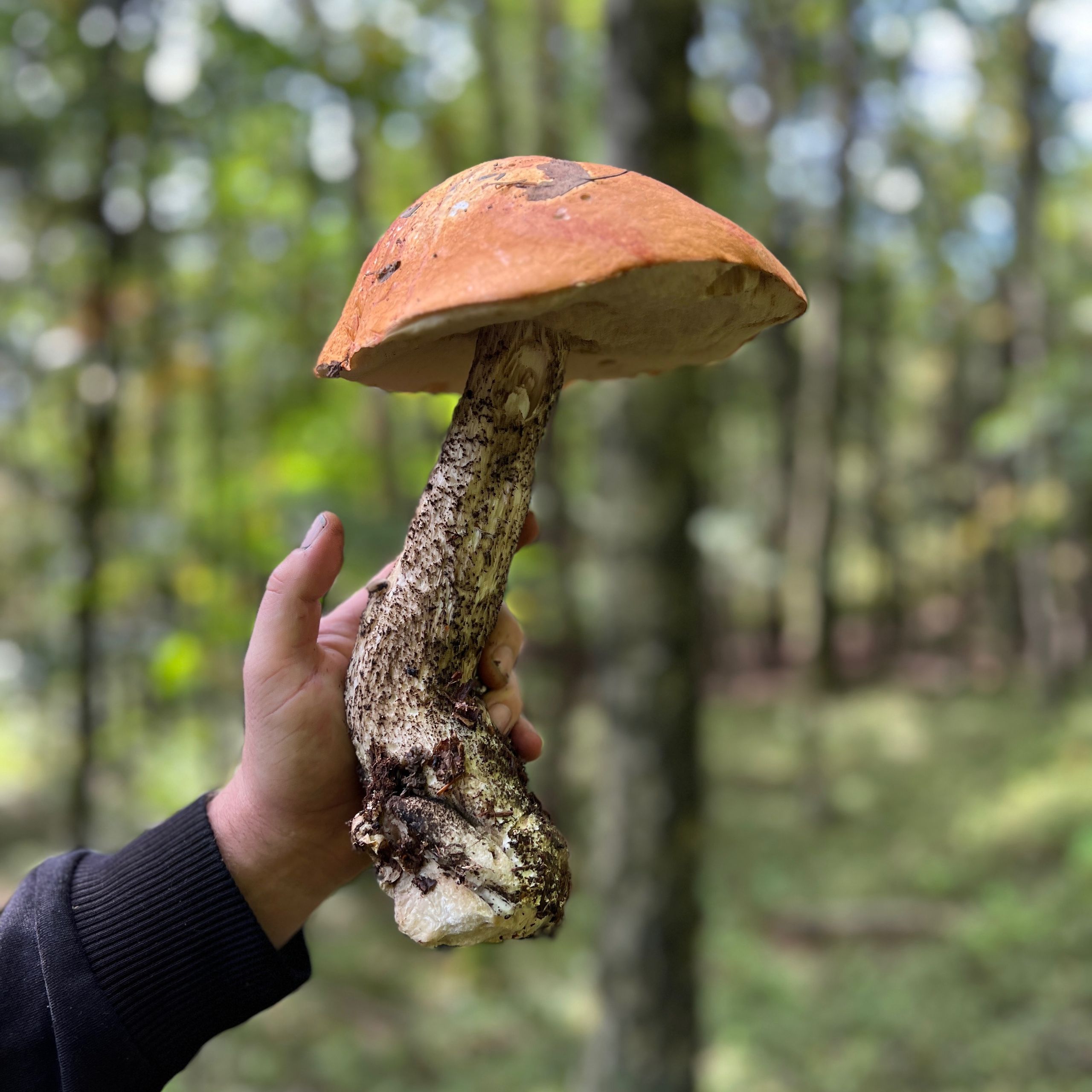 Soutěžní fotografie - Krasavec