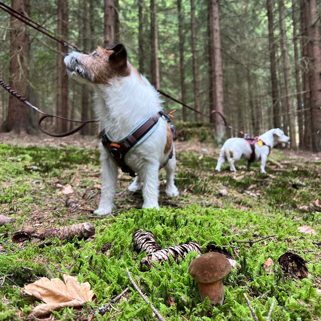 Soutěžní fotografie - Prcek