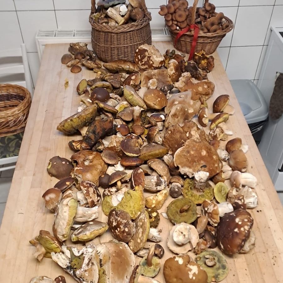 Soutěžní fotografie - Hodně hub