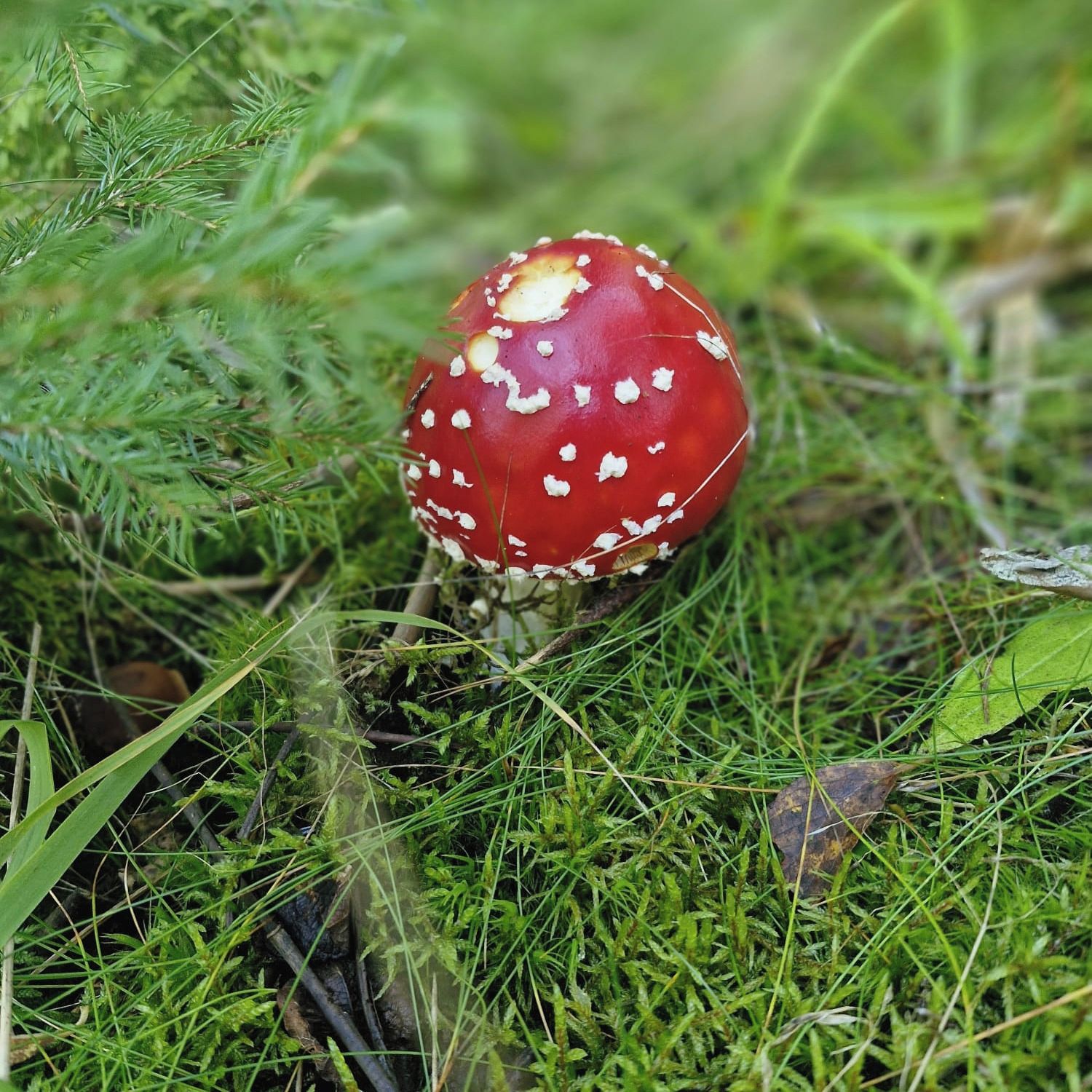 Soutěžní fotografie - Až vyrostu, budu Ferrari mezi muchomůrka