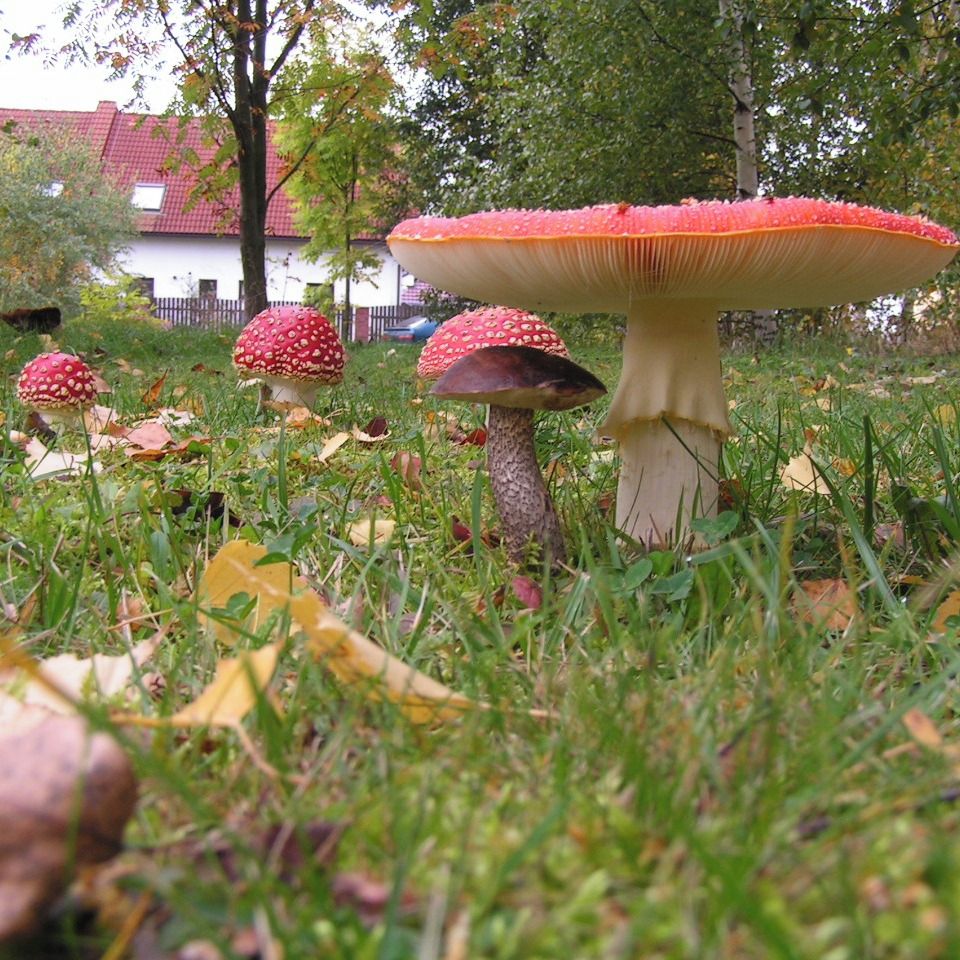 Soutěžní fotografie - Unás před domem