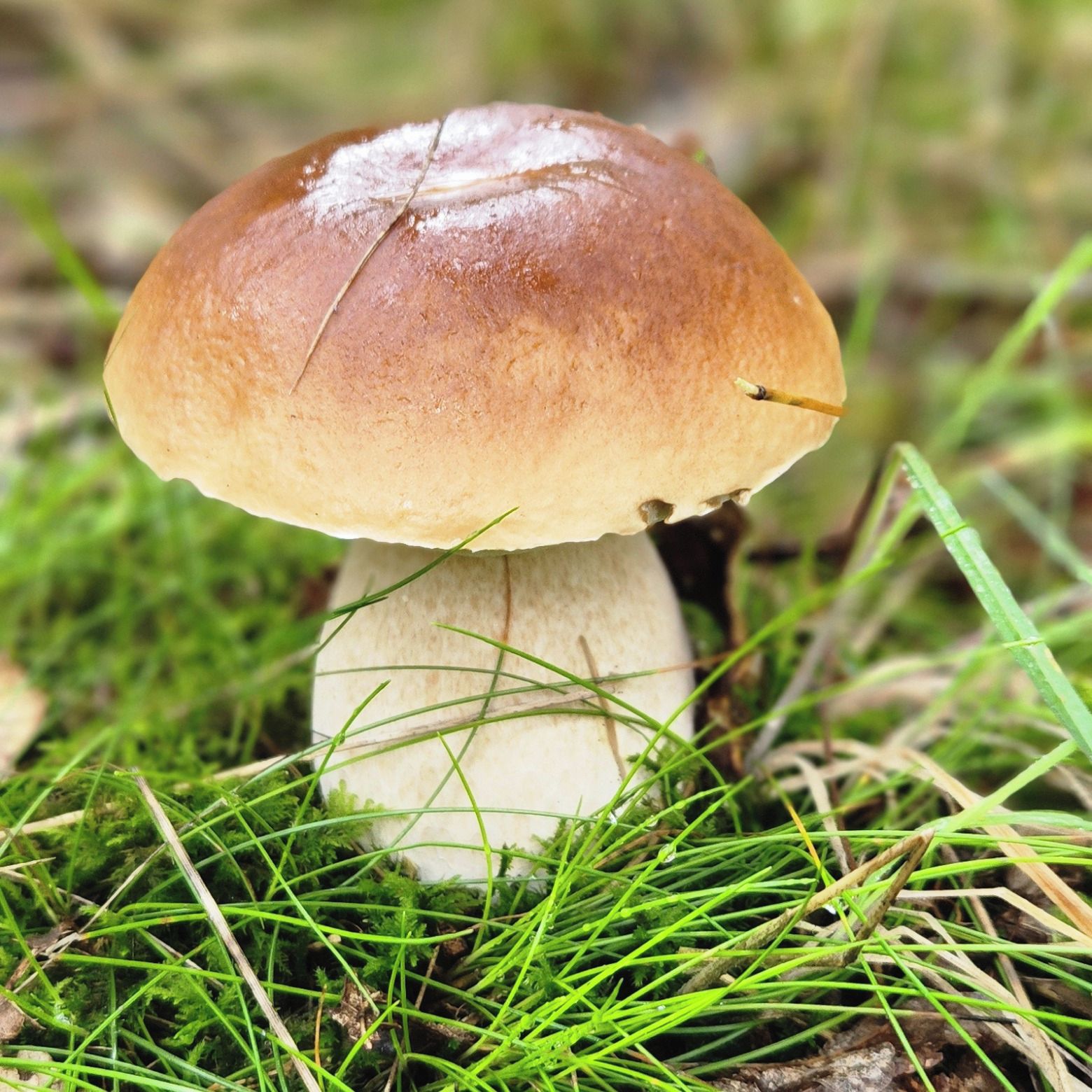 Soutěžní fotografie - Kouzelny Hříbeček